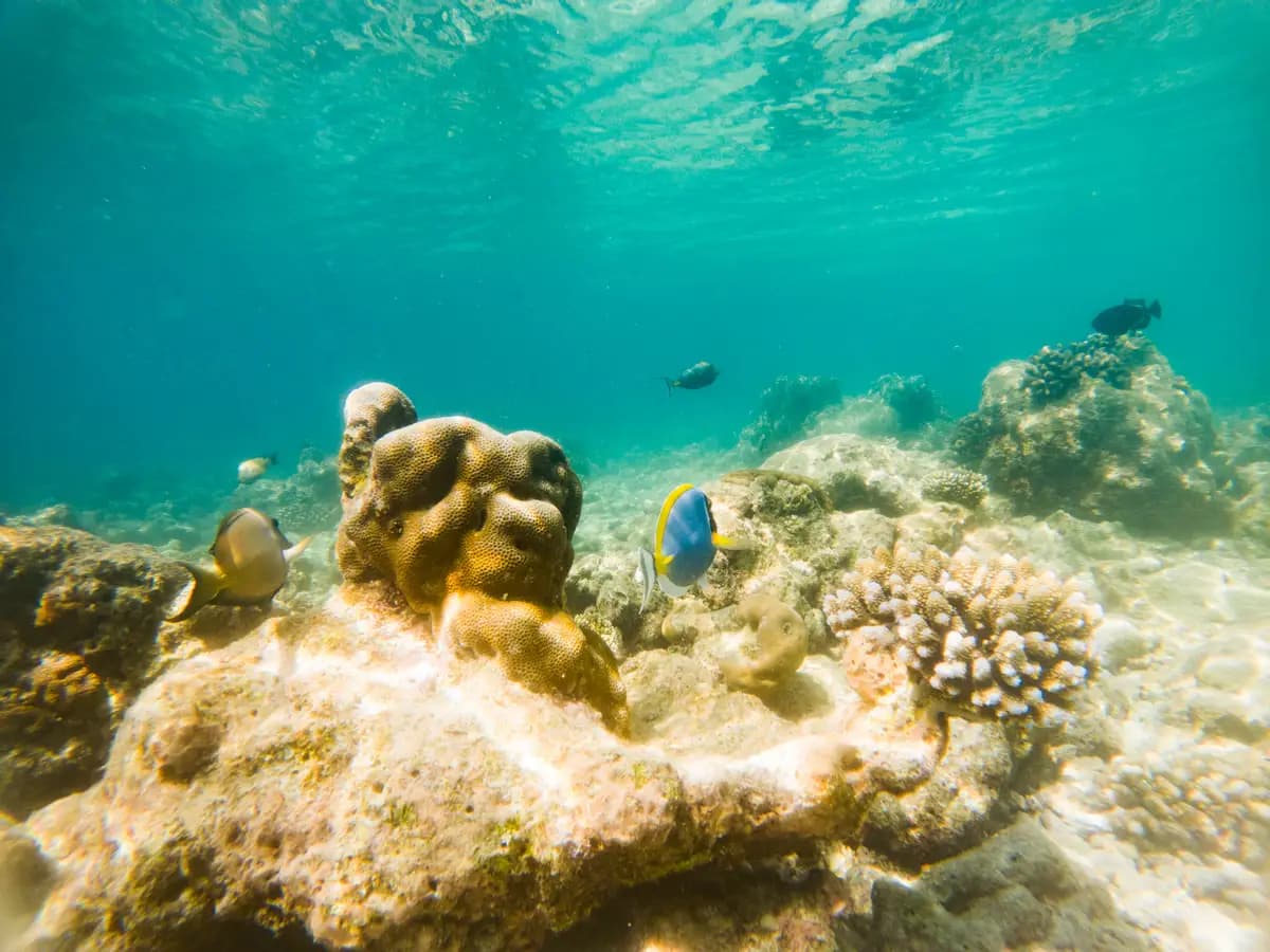 Nell’Oceano Artico le spugne marine si nutrono anche di fossili