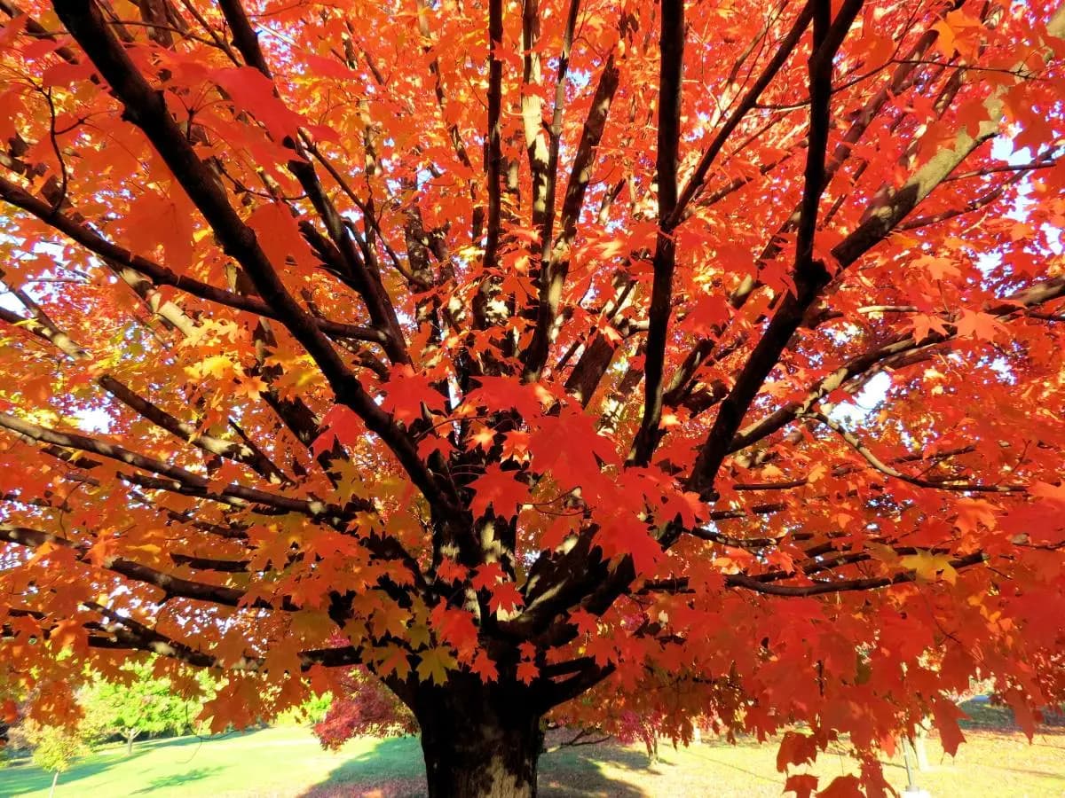 Gli aforismi migliori sull’autunno