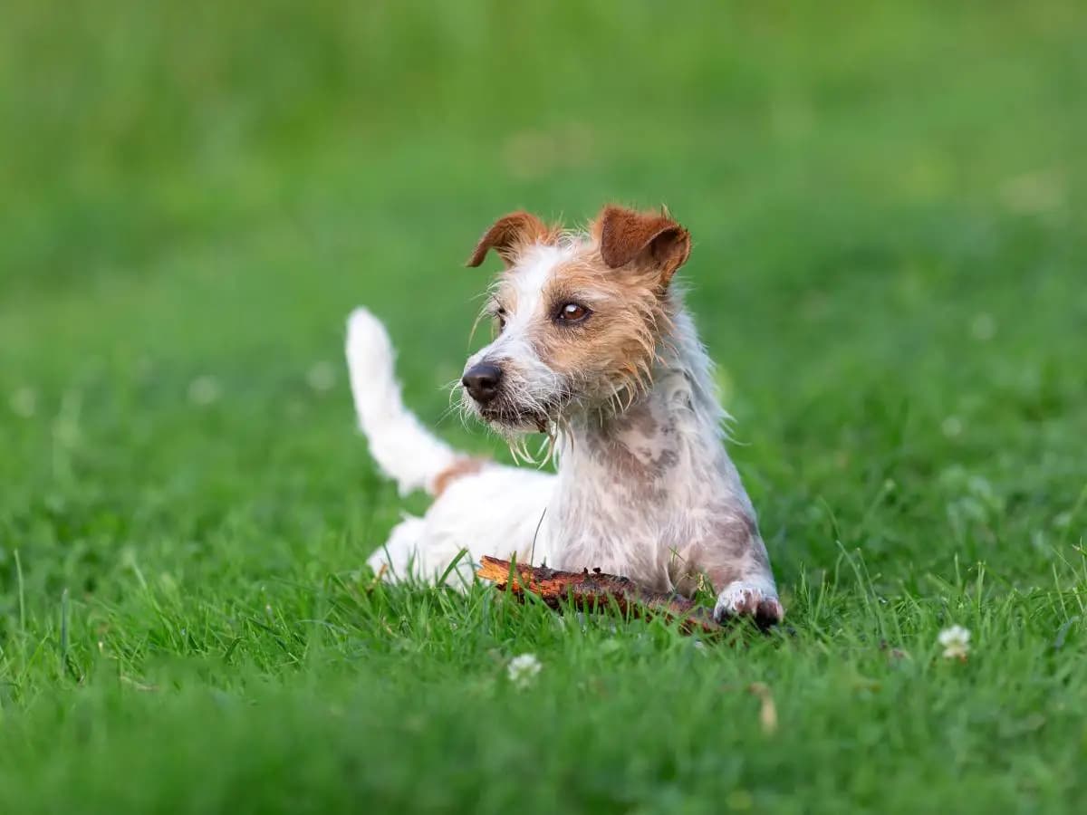 Quali sono i migliori cani da tartufo?