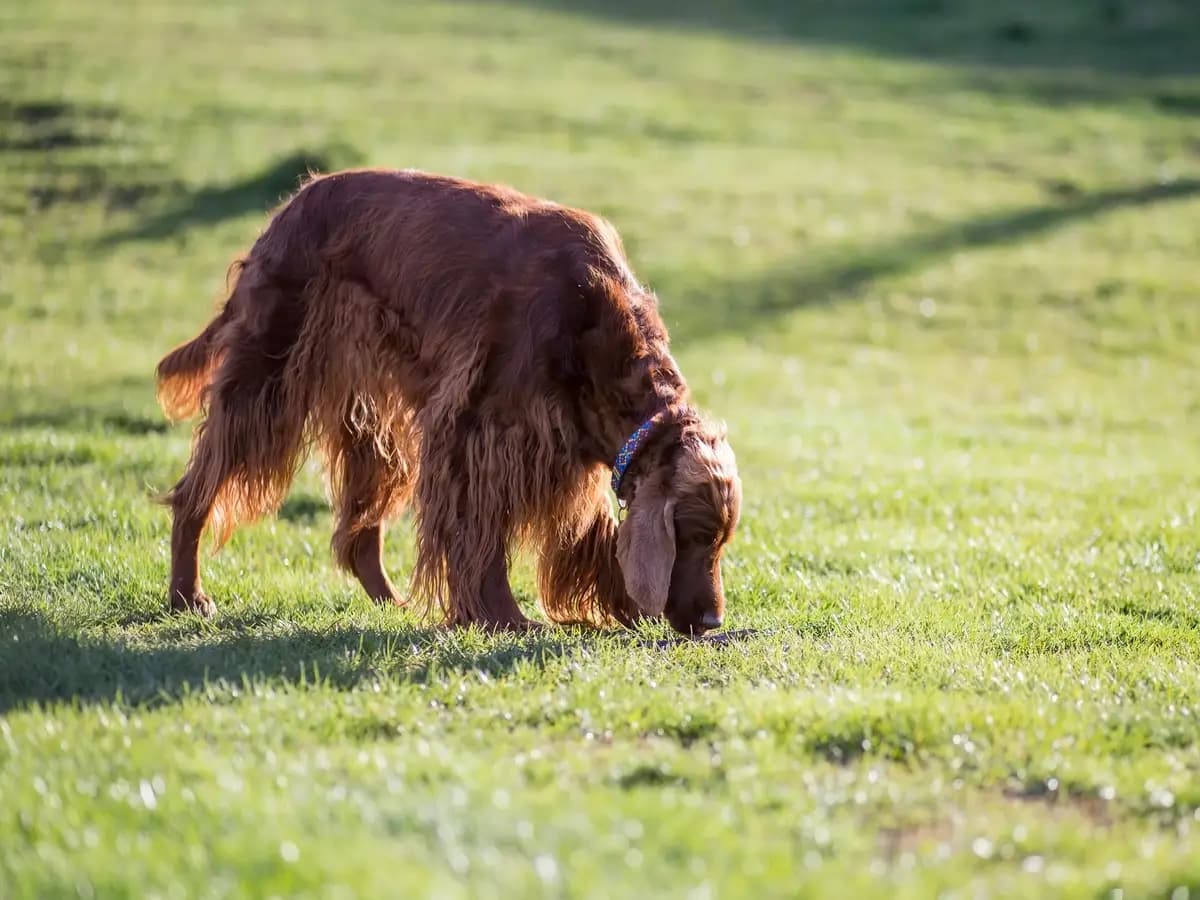 Il fiuto dei cani in aiuto ai ricercatori per salvare le tartarughe