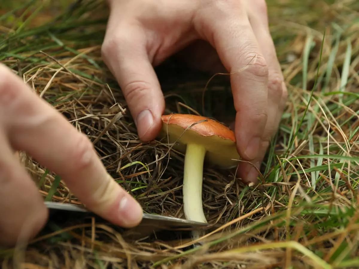 Raccolta funghi: cosa dice la legge in Italia