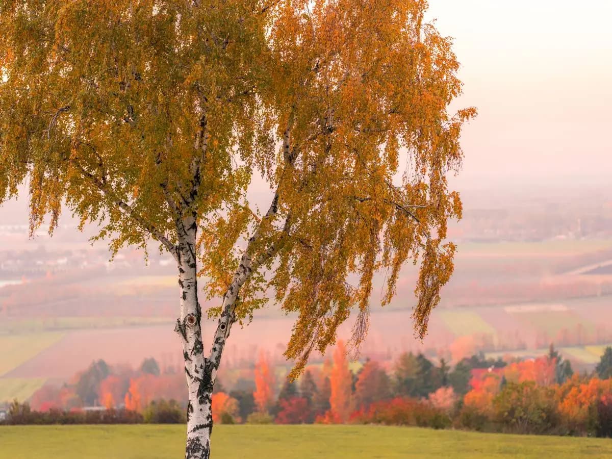 Le poesie più famose sull’autunno