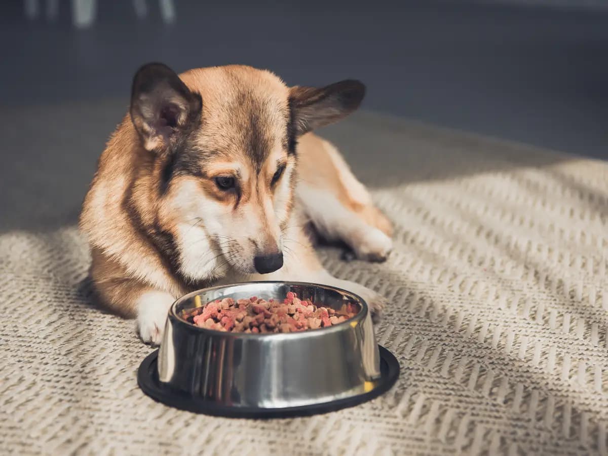 Alimentazione del cane, come cambia in autunno e in inverno