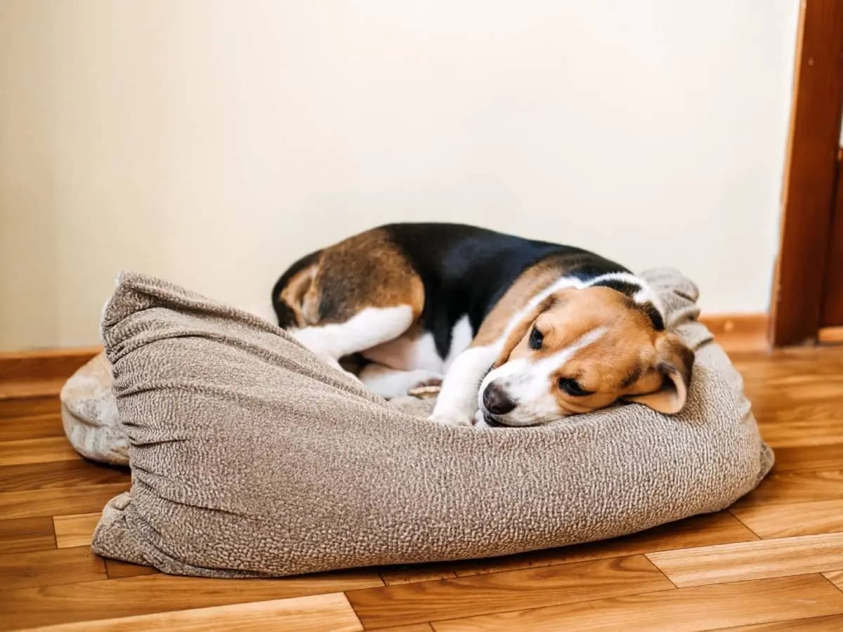 Cani: negli Stati Uniti si sta diffondendo una malattia respiratoria sconosciuta