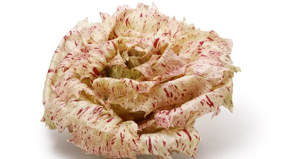 Radicchio, quali sono le varietà?