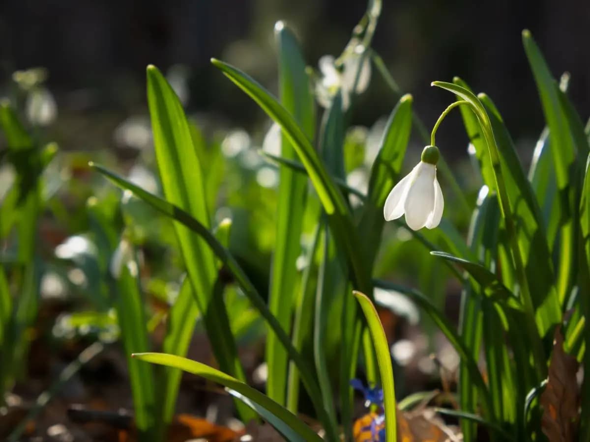 Bucaneve, caratteristiche e significato del fiore