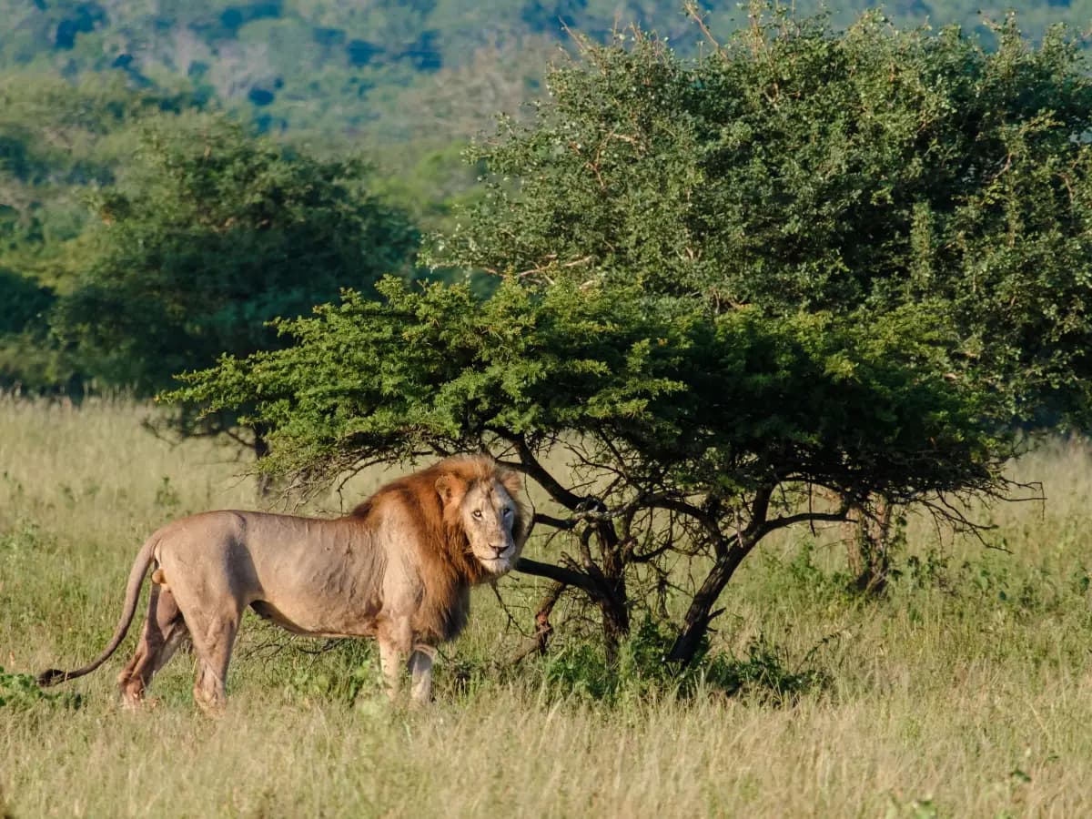 formica invasiva africa