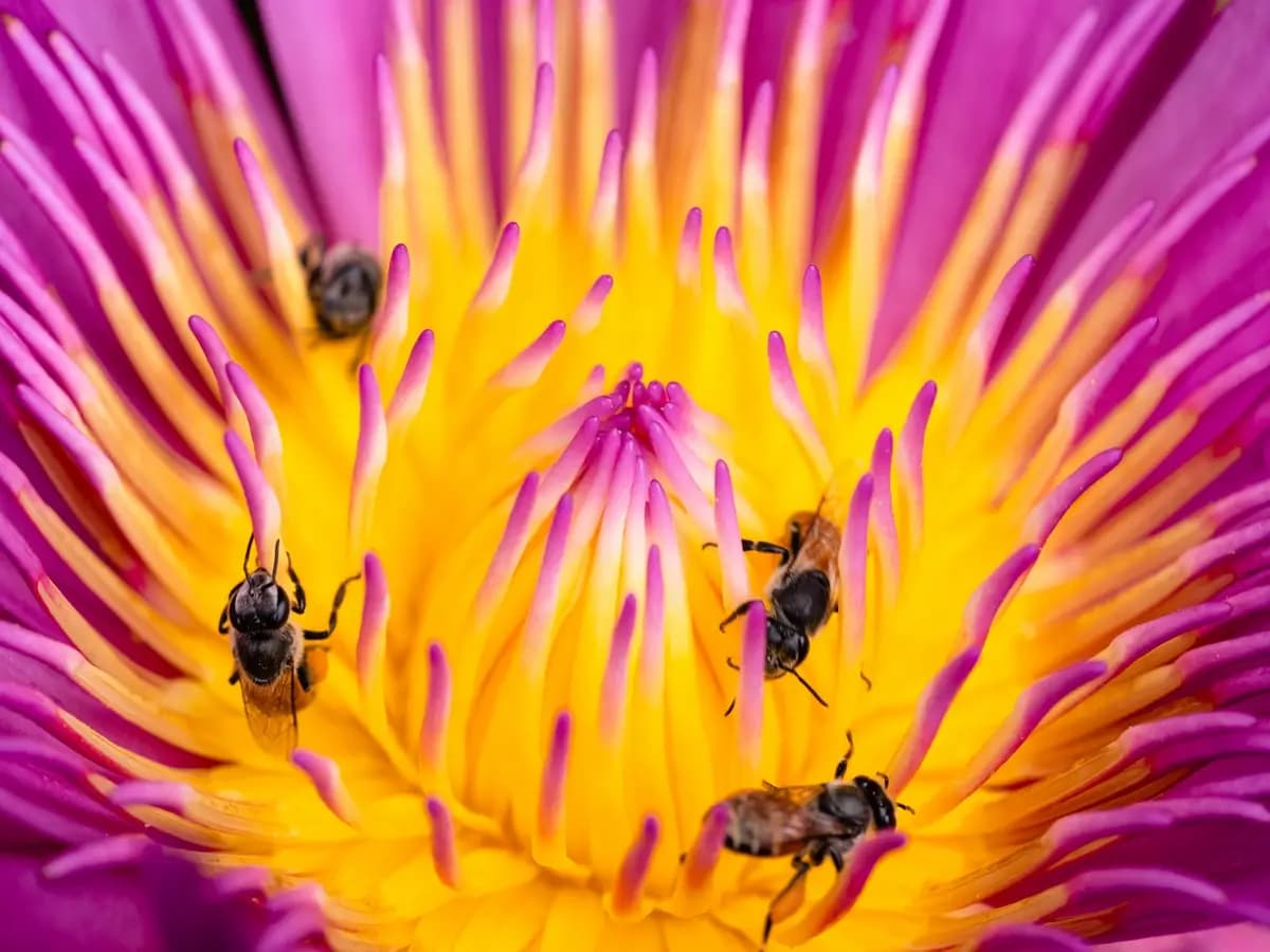 Gli insetti faticano a trovare i fiori a causa dell’inquinamento