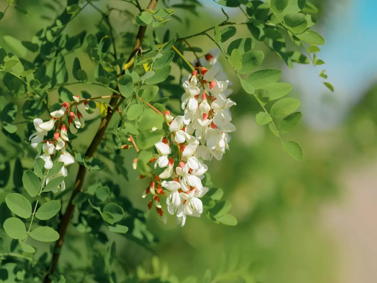 3 ricette con i fiori di acacia