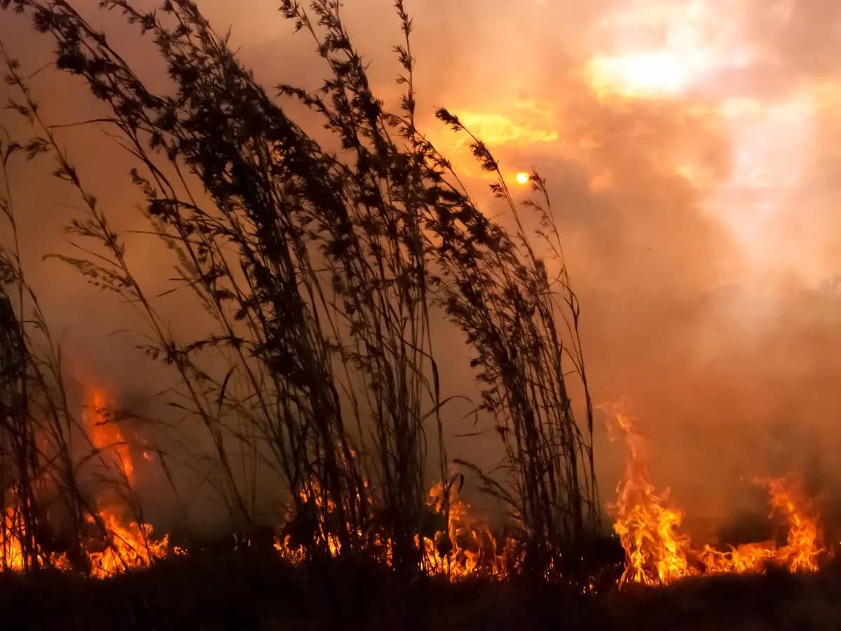 Incendi, rilascio record di arsenico