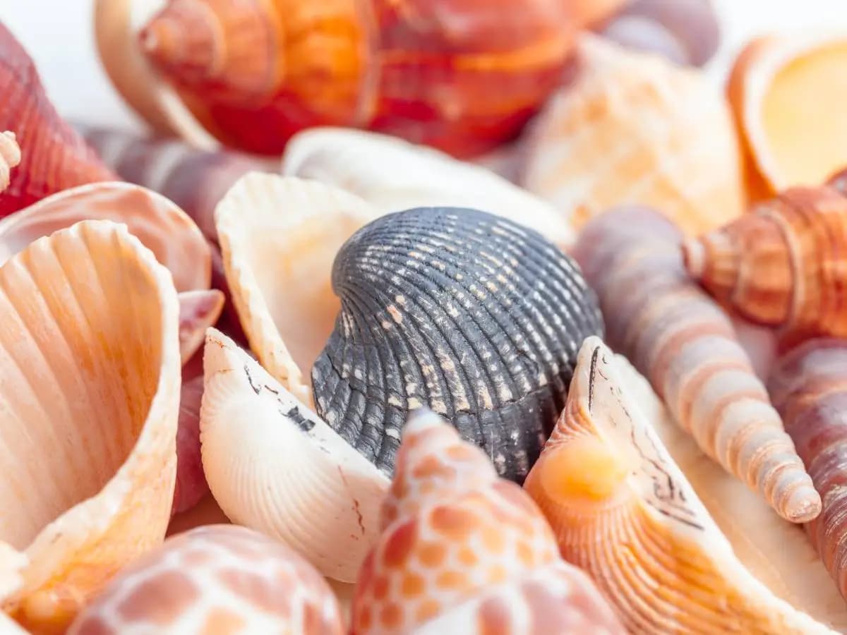 Conchiglia, la bellissima poesia di Federico Garcia Lorca