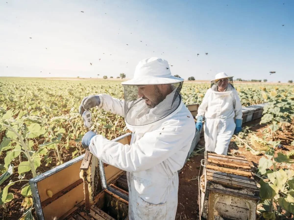 Pesticidi, in combinazione causano gravi danni alle api