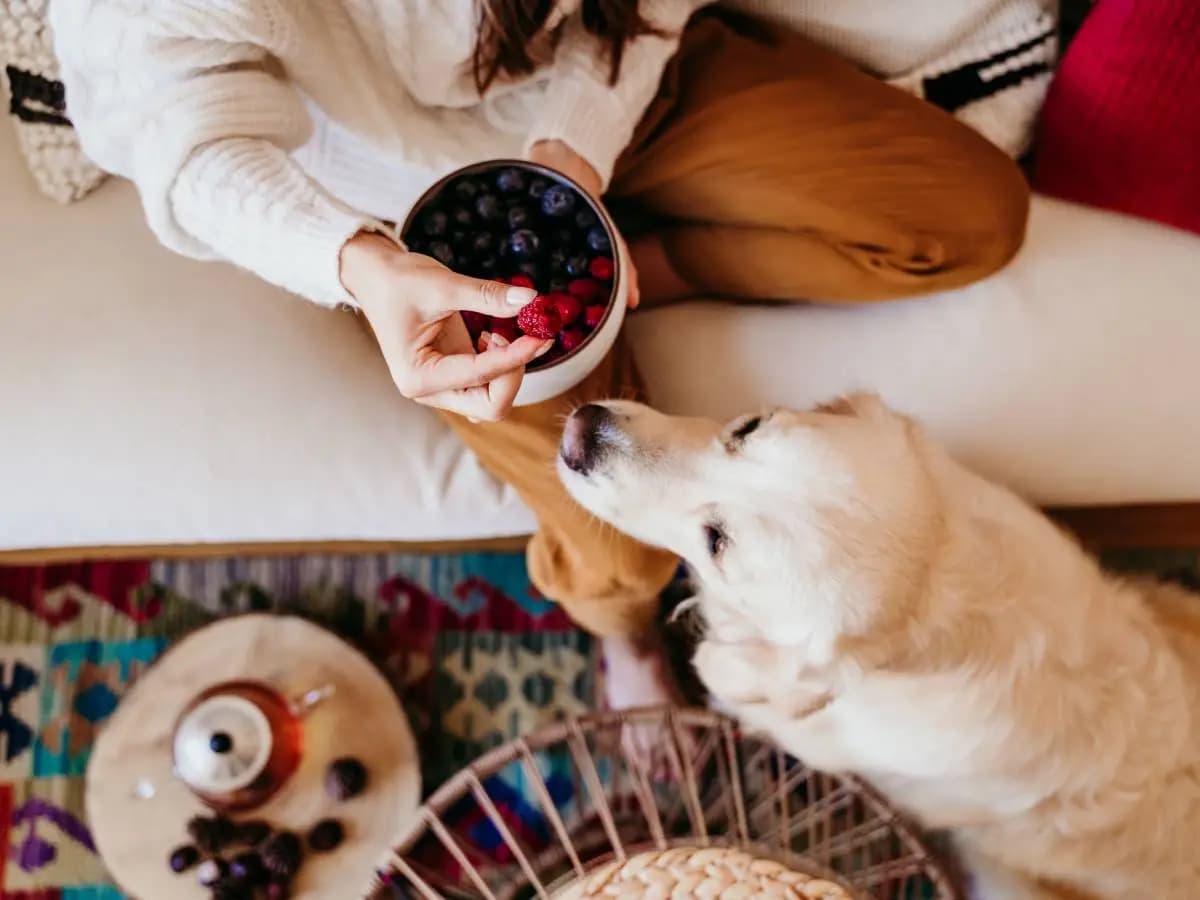 I cani possono mangiare i mirtilli