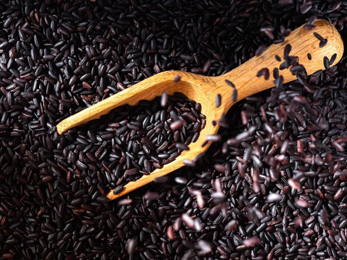 Perché il riso venere è nero