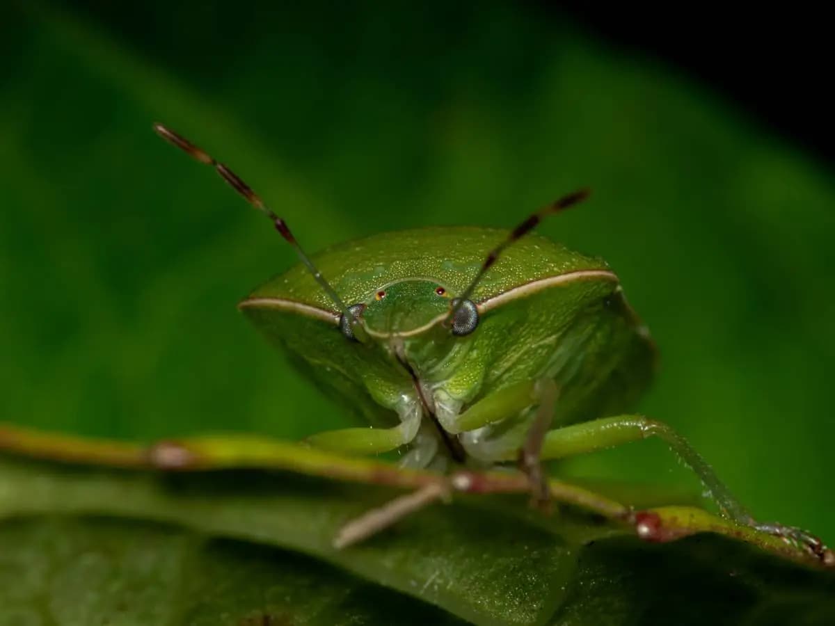 Cimici, quali sono le differenze tra le varie specie