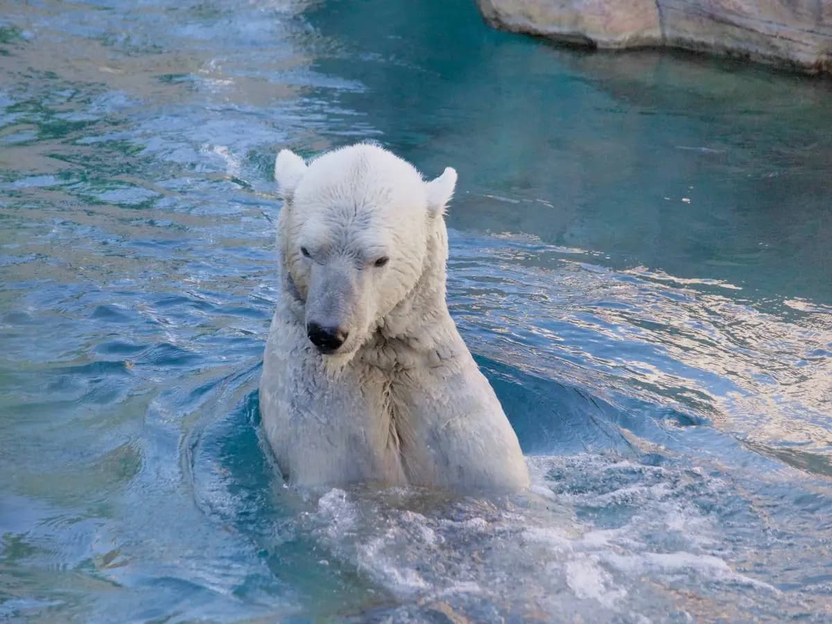 Orso polare, il suo DNA cambia per adattarsi al clima