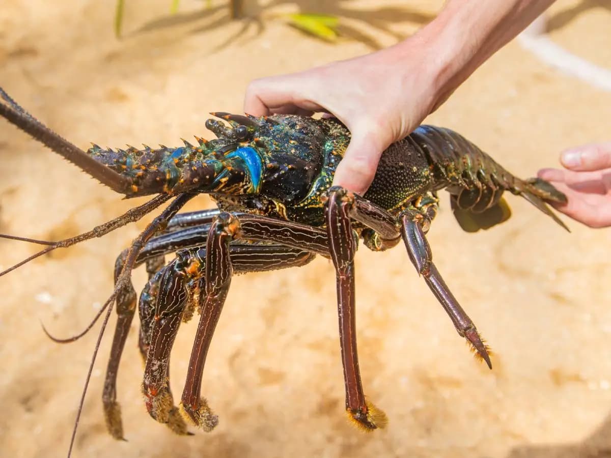 Aragoste bollite vive, la scienza incoraggia i divieti