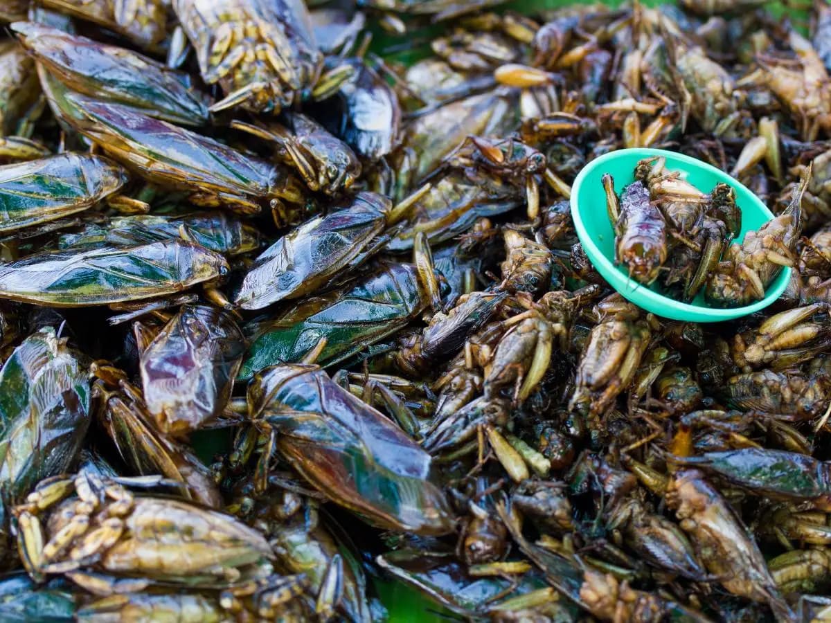 Mangiare gli insetti, perché molti provano ancora disgusto