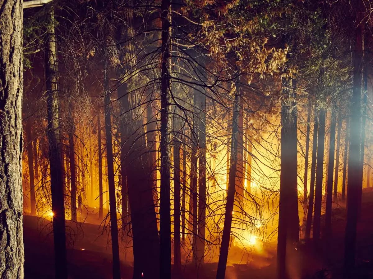 Distruzione foreste, l’impatto degli incendi