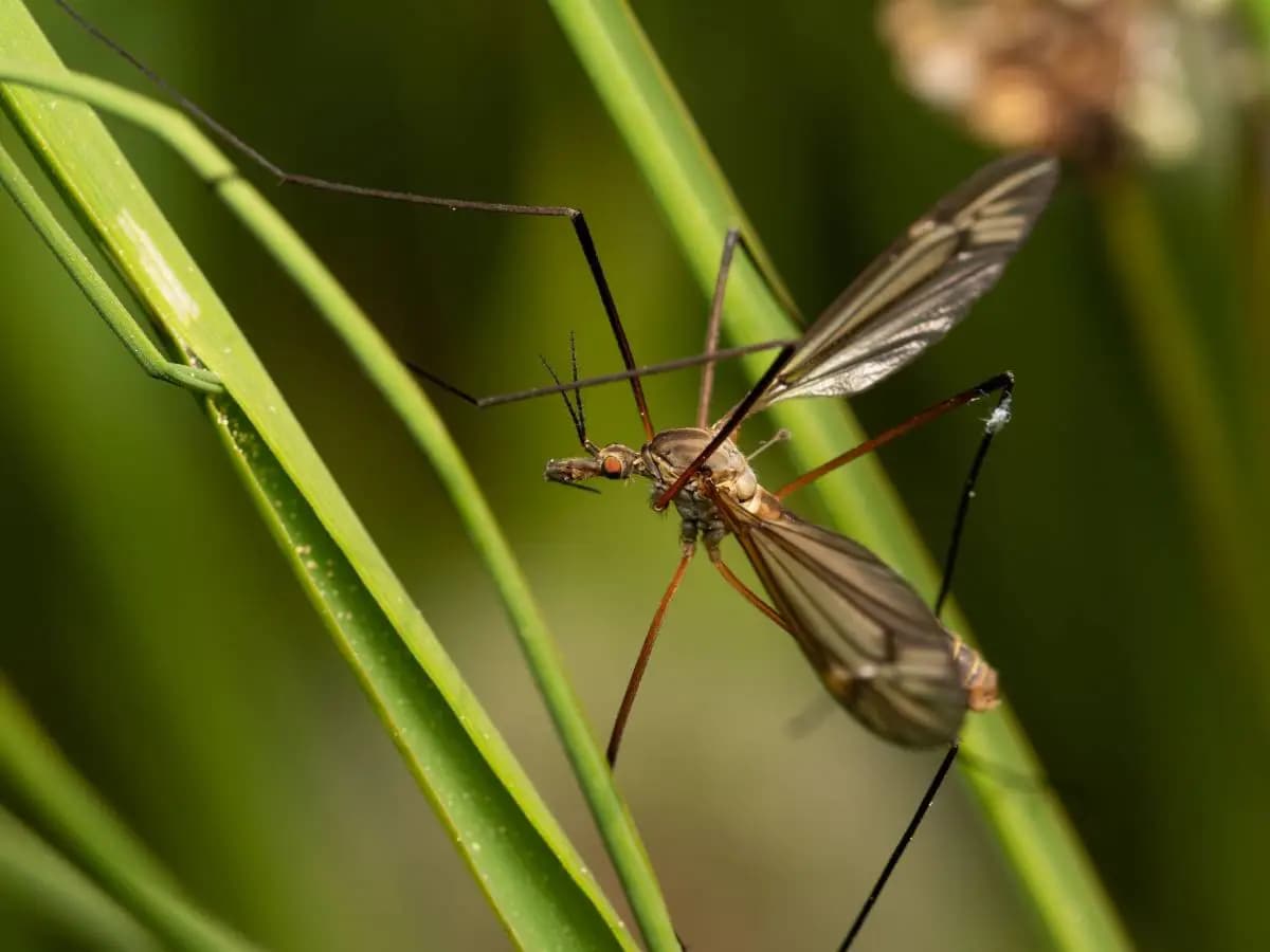 Calo di biodiversità, tra le conseguenze zanzare sempre più aggressive
