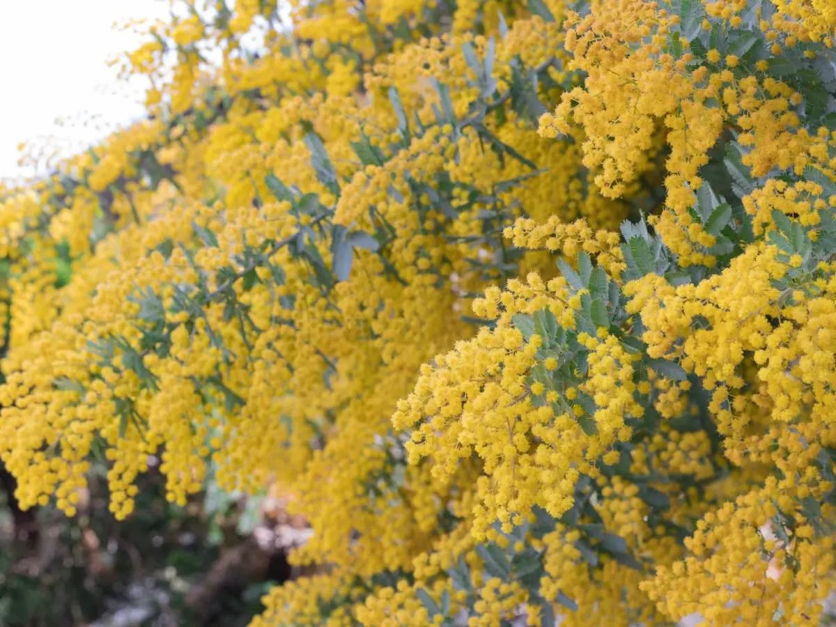 Via delle Mimose, un itinerario nel cuore della Costa Azzurra