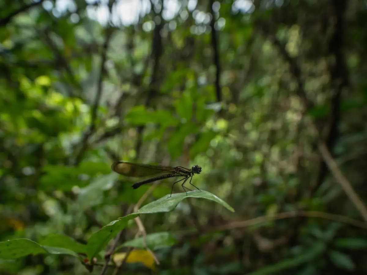 Amazzonia, nemmeno gli insetti sono al sicuro