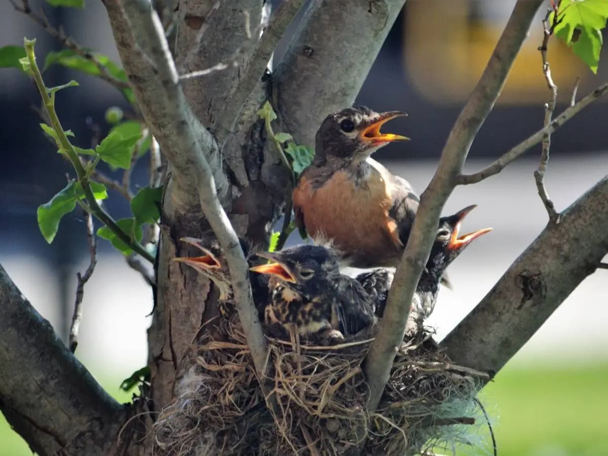 Eventi climatici estremi, tra le vittime anche gli uccelli