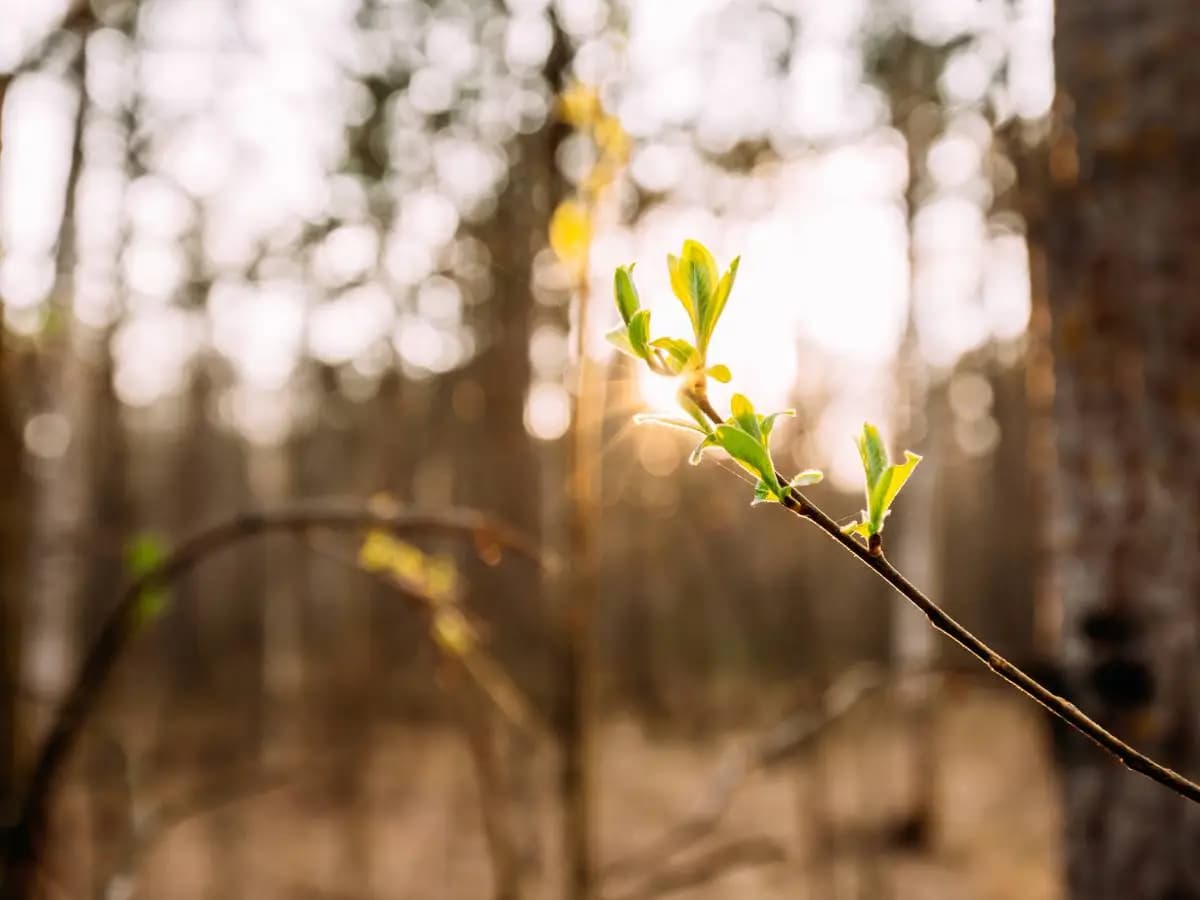 Fenomeni climatici estremi, alcune specie li sfruttano