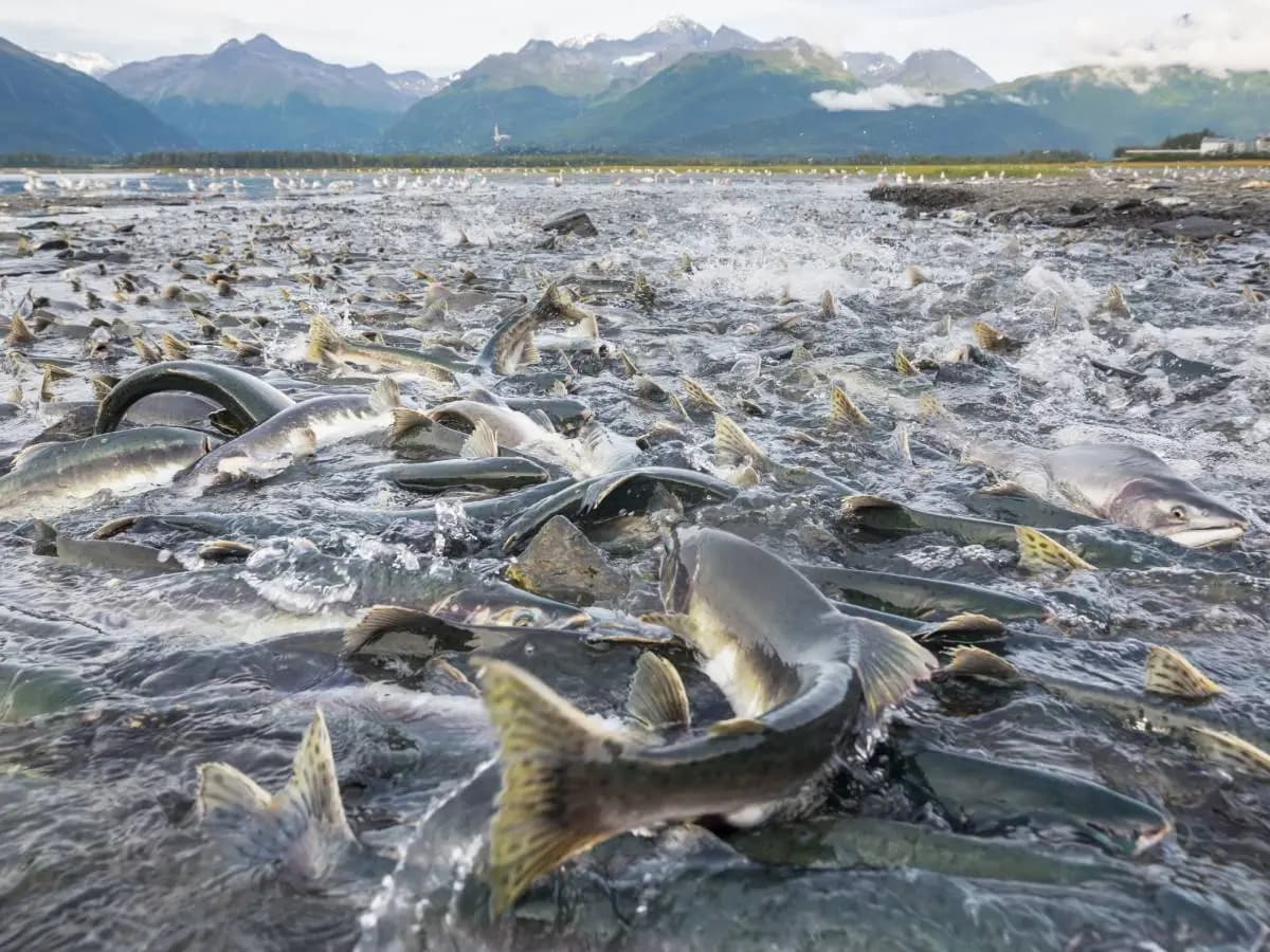 Antibiotici, anche i pesci di fiume sono contaminati