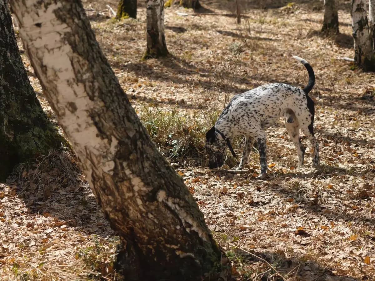 Cani da tartufo, così aiutano la scienza