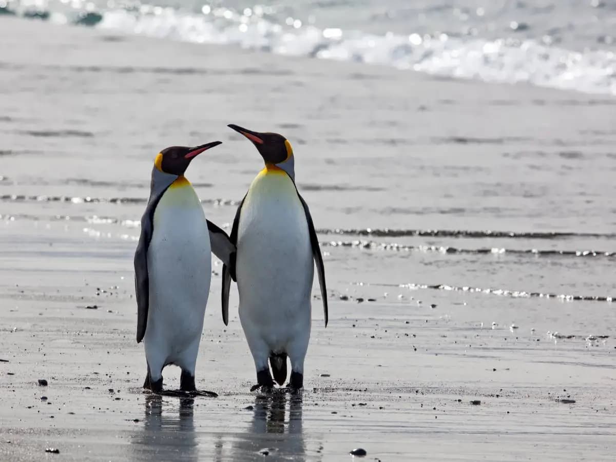 I pinguini imperatore sono a rischio estinzione