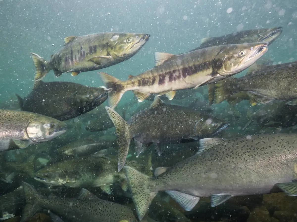 Inquinamento da cocaina, così cambia il comportamento dei salmoni