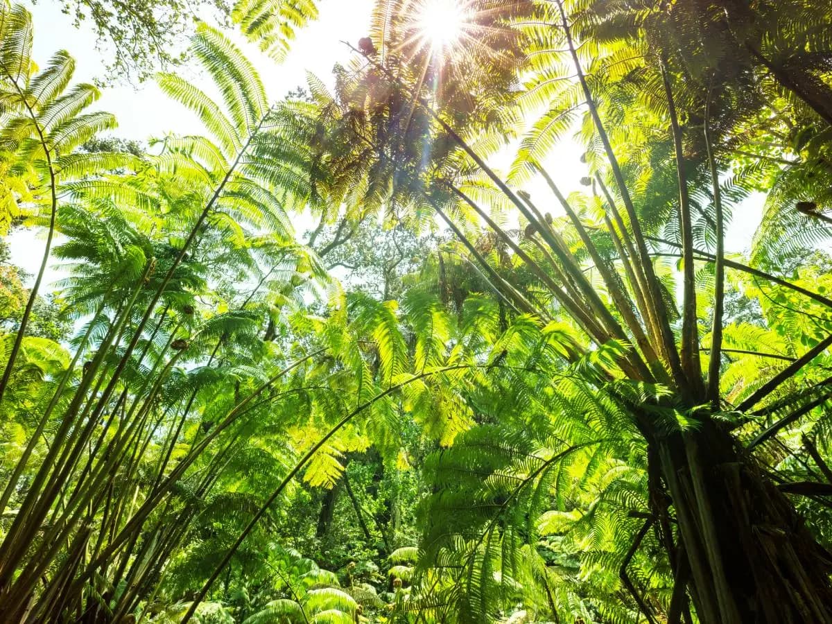 Cambiamento climatico, per rispondere le piante cambiano forma alle proteine