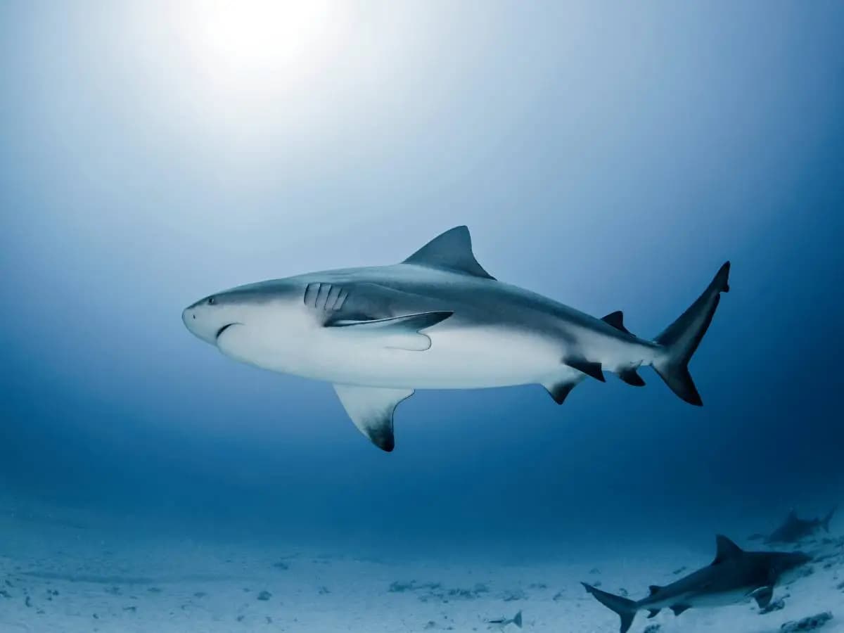 Predatori marini, le acque troppo calde sono una minaccia mortale