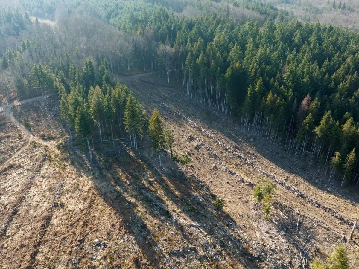 Regolamento UE anti-deforestazione 2026, cosa cambia per caffè caco e legno