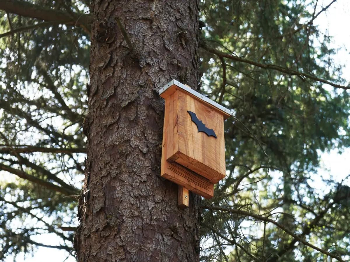 Bat Box: a cosa serve la casetta per pipistrelli?