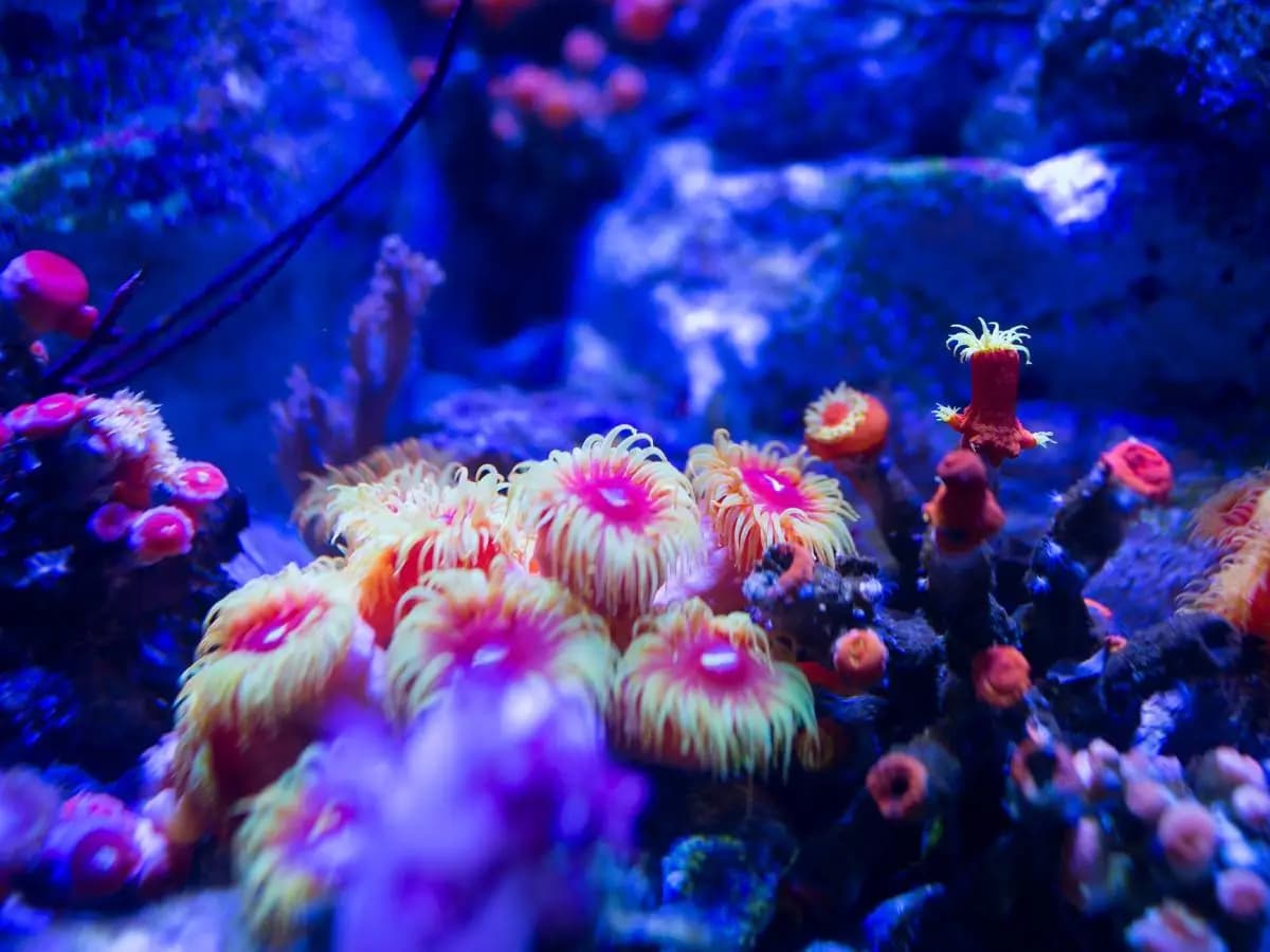 Coralli: ora per salvarli si usa anche la curcuma