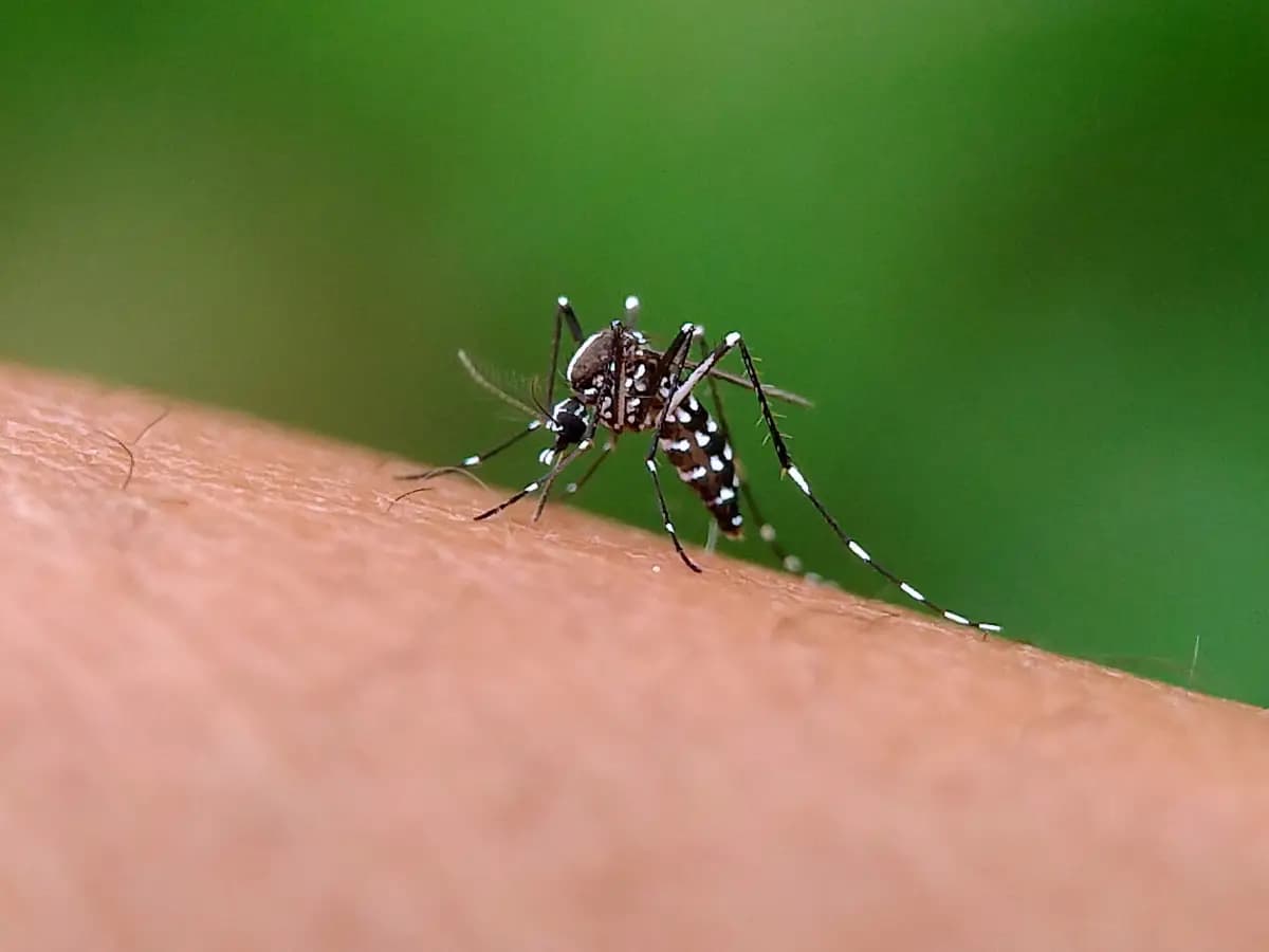 zanzare miti leggende scienza