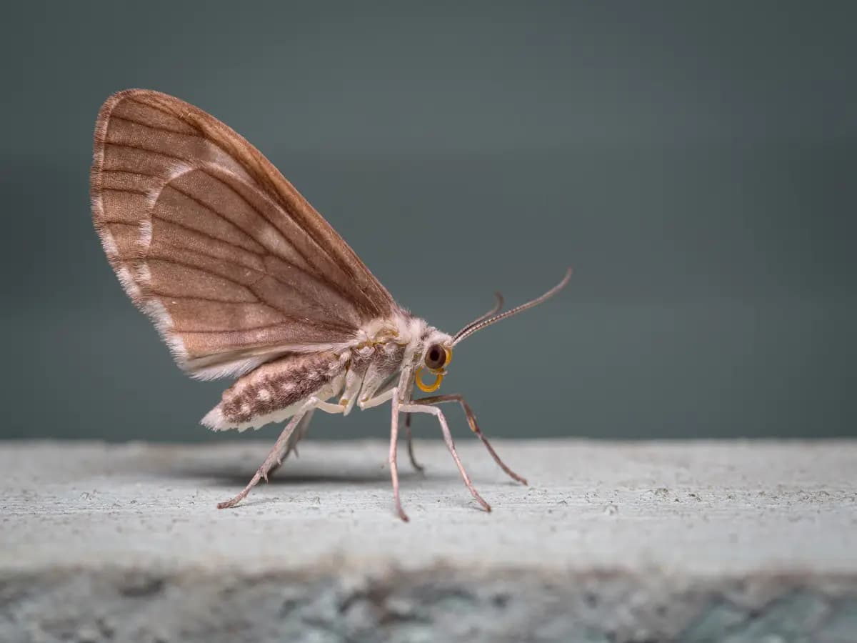 Anche le falene sono fondamentali per l’impollinazione