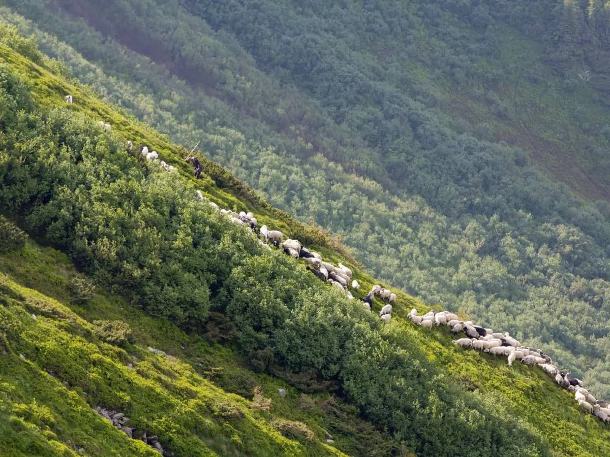 “I Pastori”, la poesia di D’Annunzio per l’inizio dell’autunno