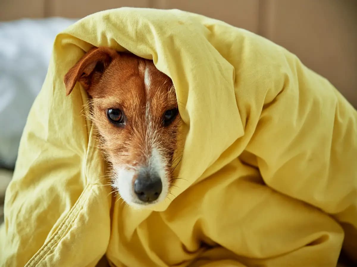 Cani, gli effetti dell’aria condizionata sulla loro salute