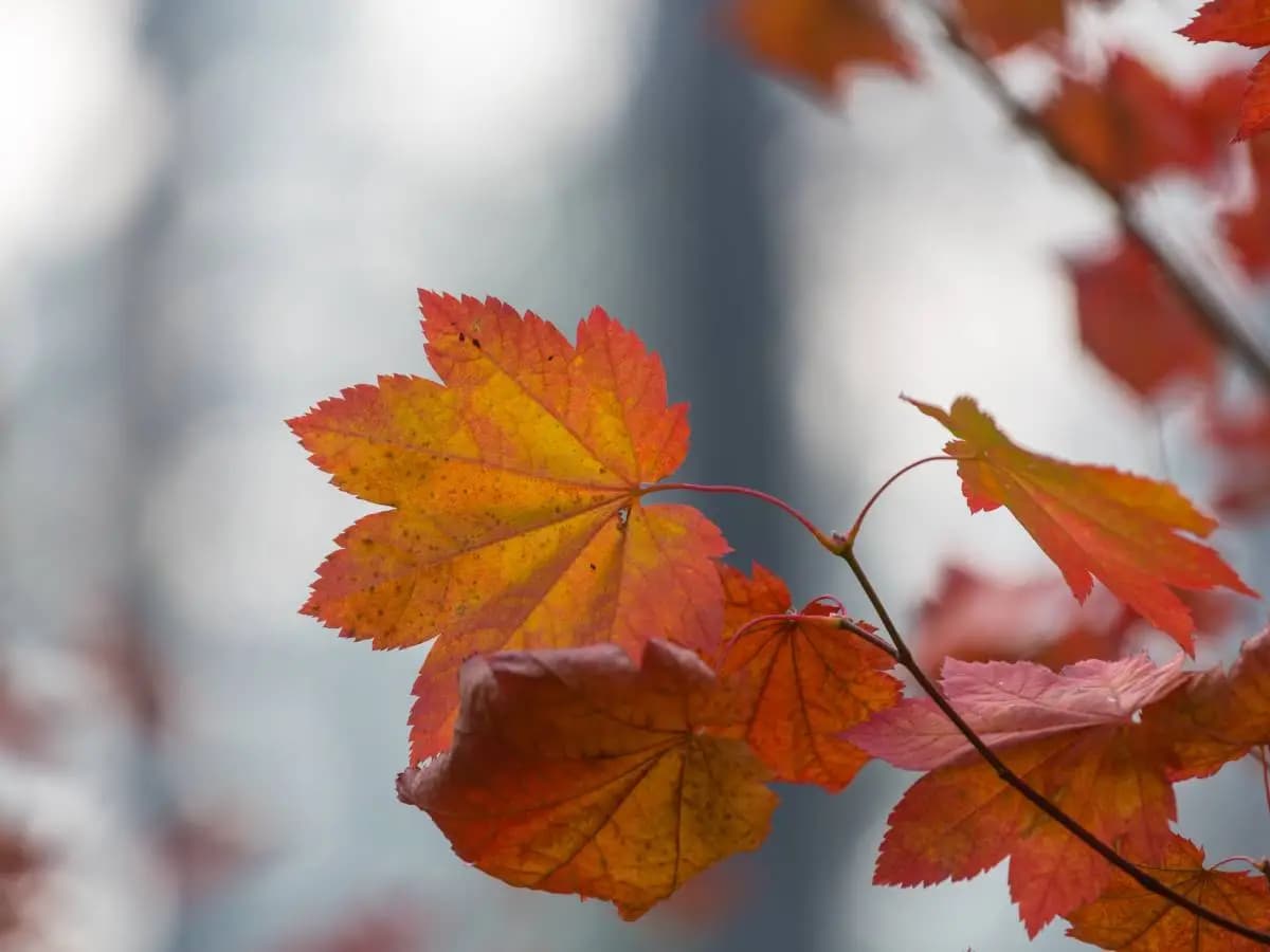 “Novembre”, la bellissima poesia di Giovanni Pascoli