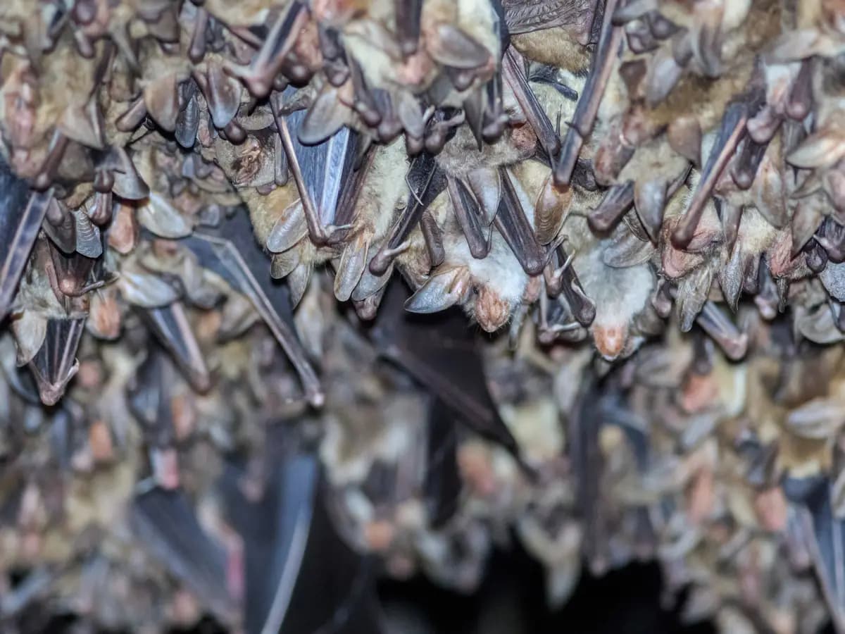 Il pipistrello vampiro stringe con i simili legami che ricordano l’amicizia