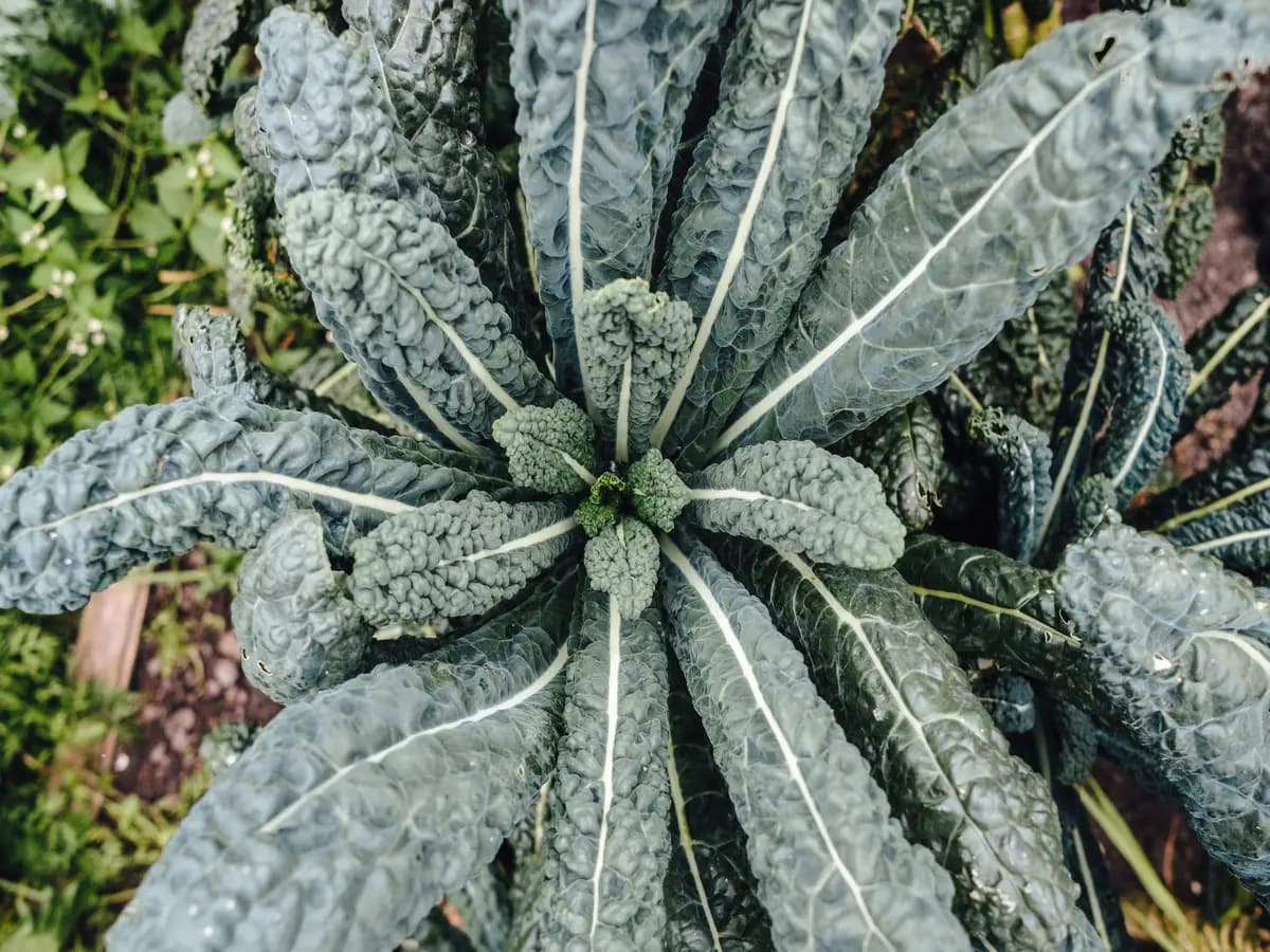 Cavolo nero, le proprietà curative di questa verdura autunnale