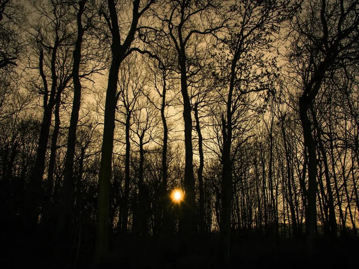 Come reagiscono al solstizio d’inverno le piante