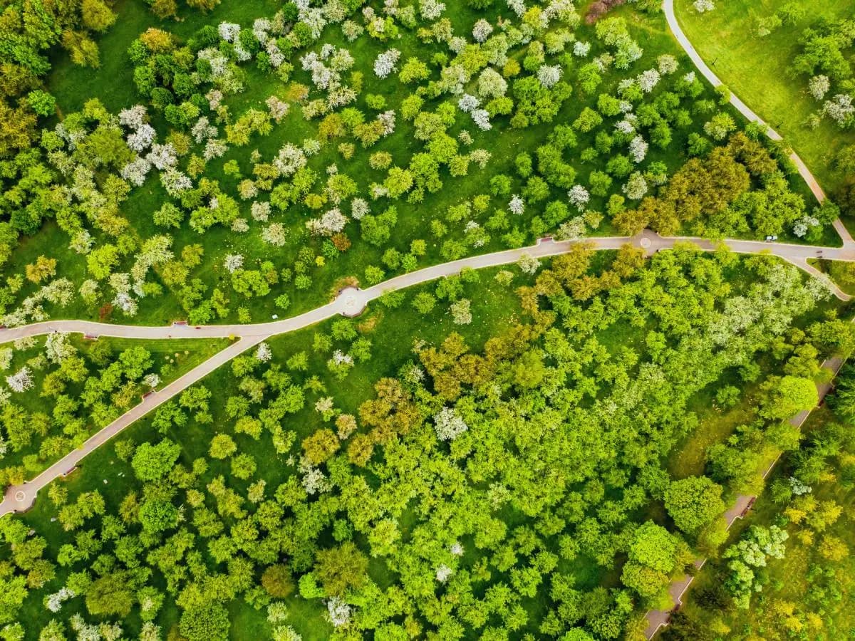 Alberi, una mappa indica dove piantarli per contrastare il cambiamento climatico