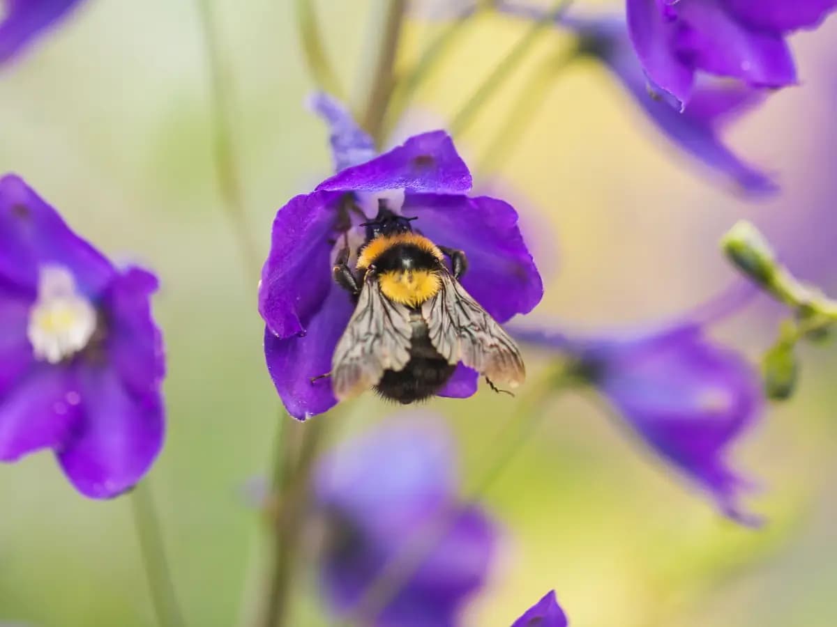 Bombi a rischio, nidi troppo caldi a causa del riscaldamento globale