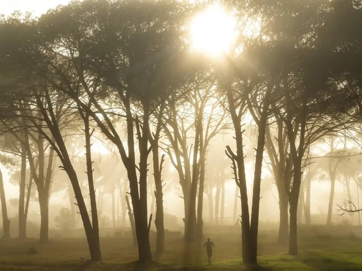 Alberi, lottano contro il cambiamento del clima assorbendo metano