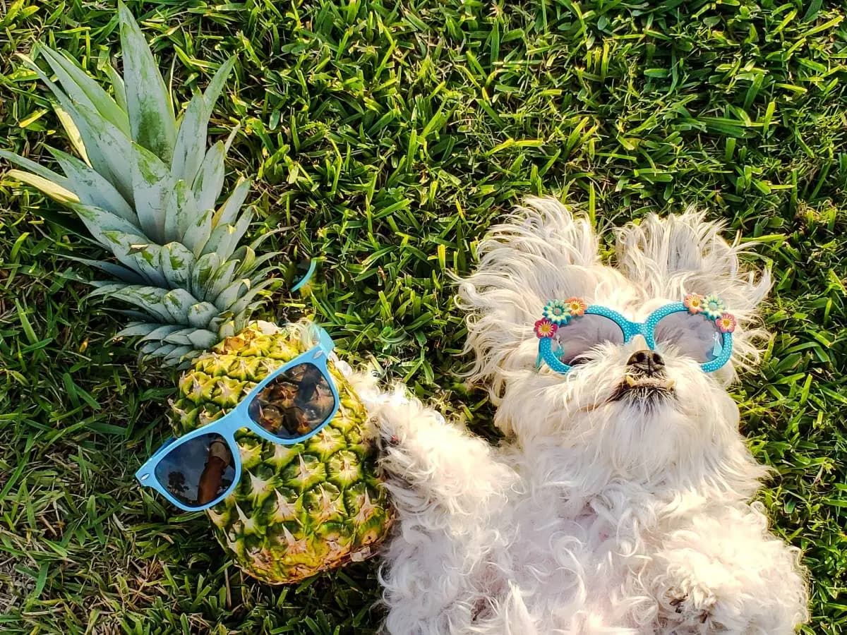 I cani possono mangiare l’ananas
