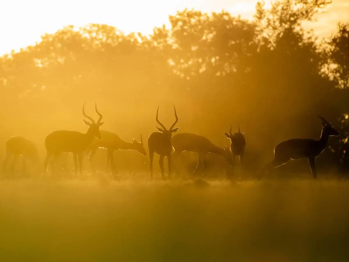 Allarme fauna, popolazioni calate del 73 per cento in 50 anni